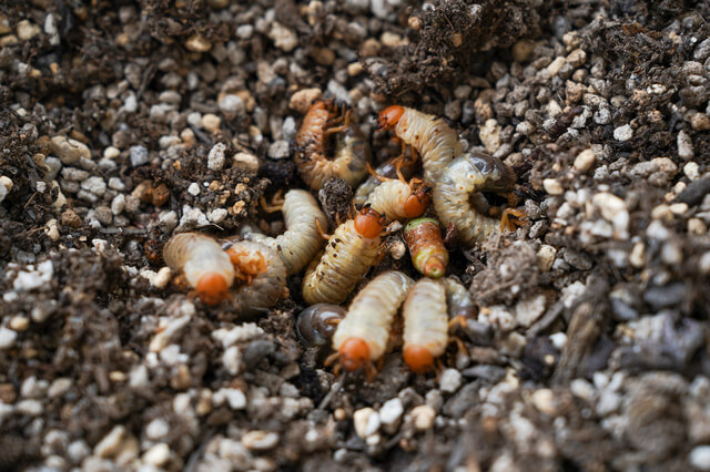 コンポストに発生する他の害虫への対処法