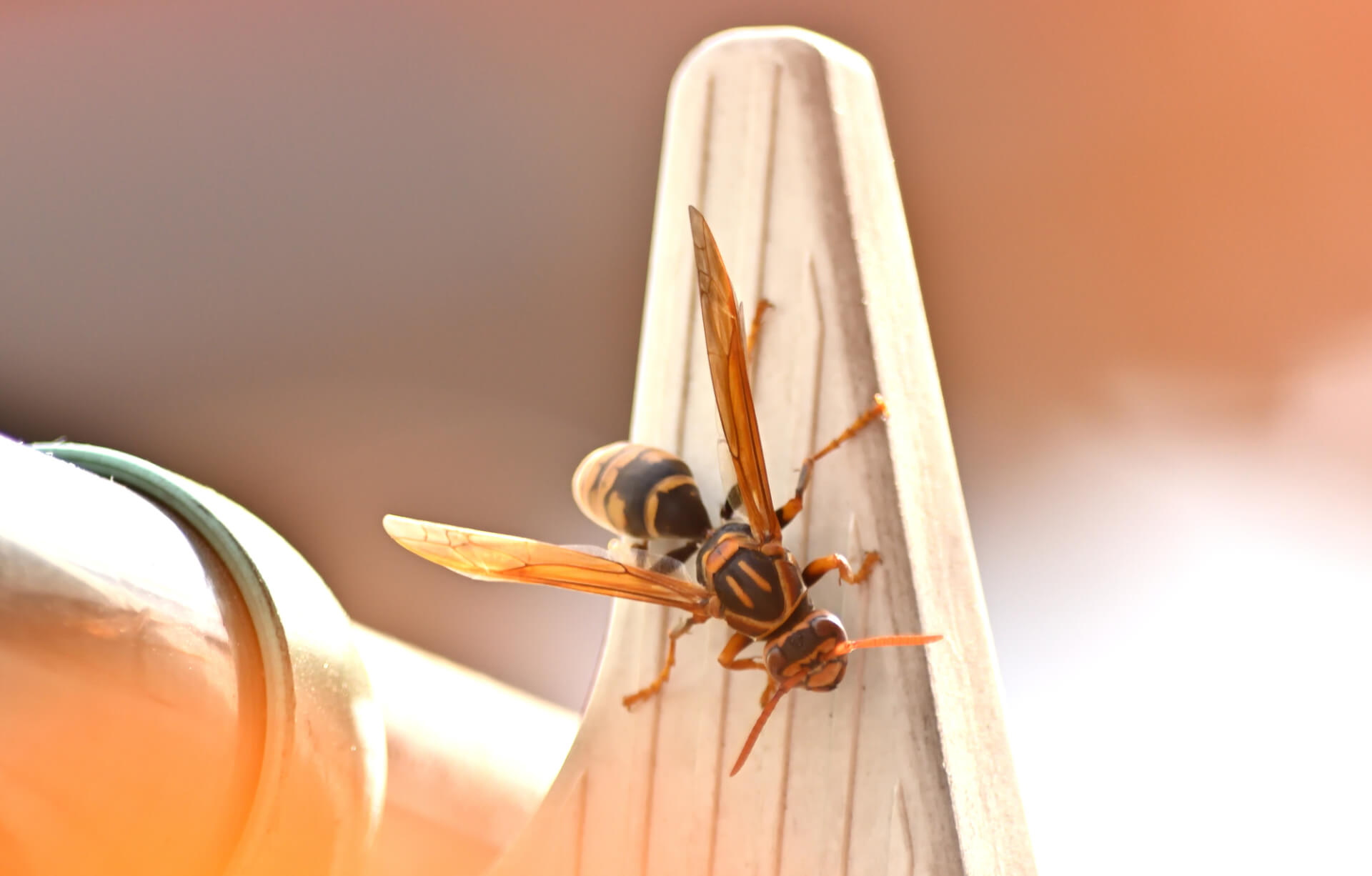 蜂がベランダをうろうろする理由と効果的な対策：家庭でできる駆除と予防策