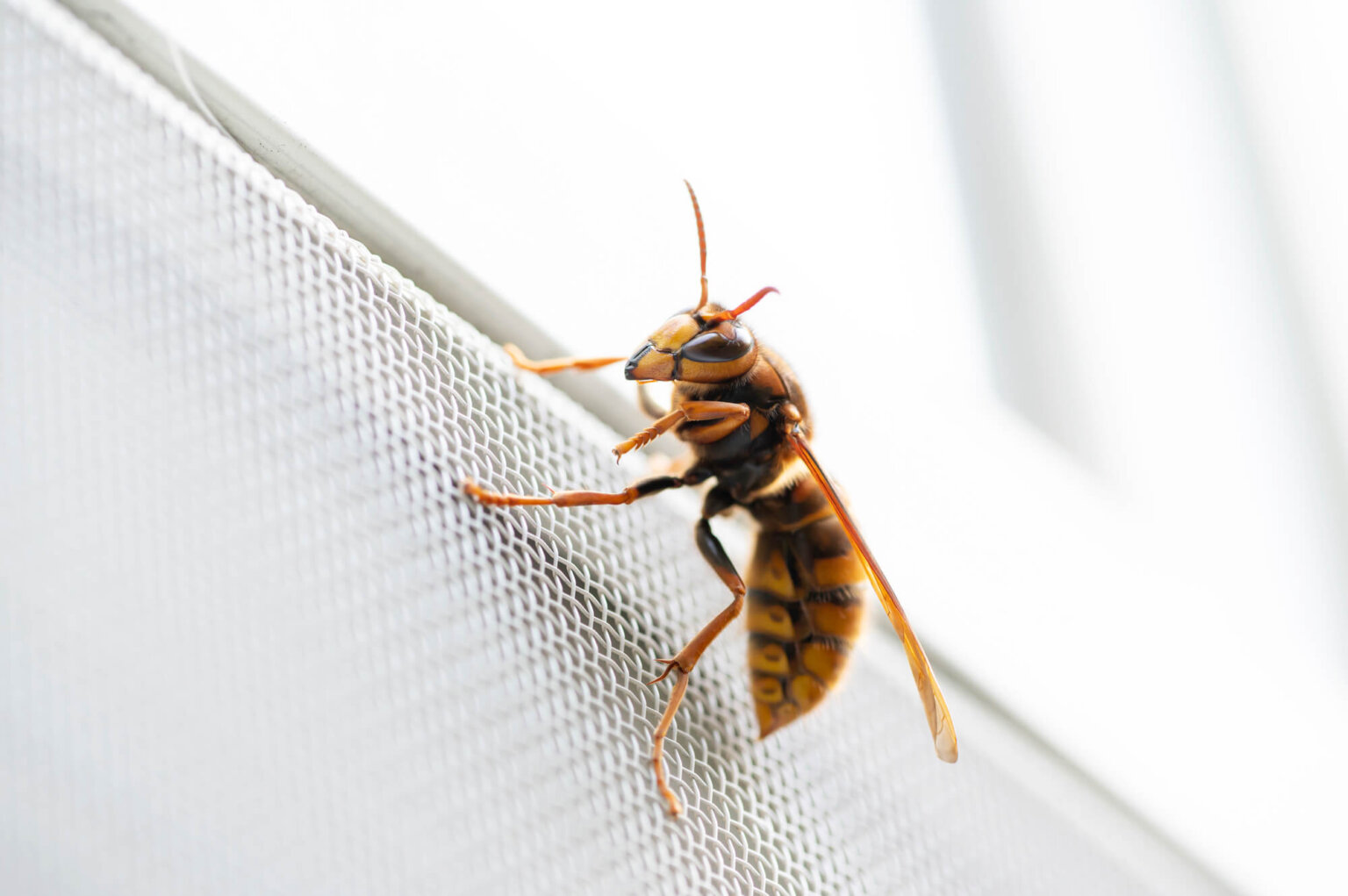 ベランダに蜂が来ない方法は？種類別対策と効果的な予防・駆除ガイド