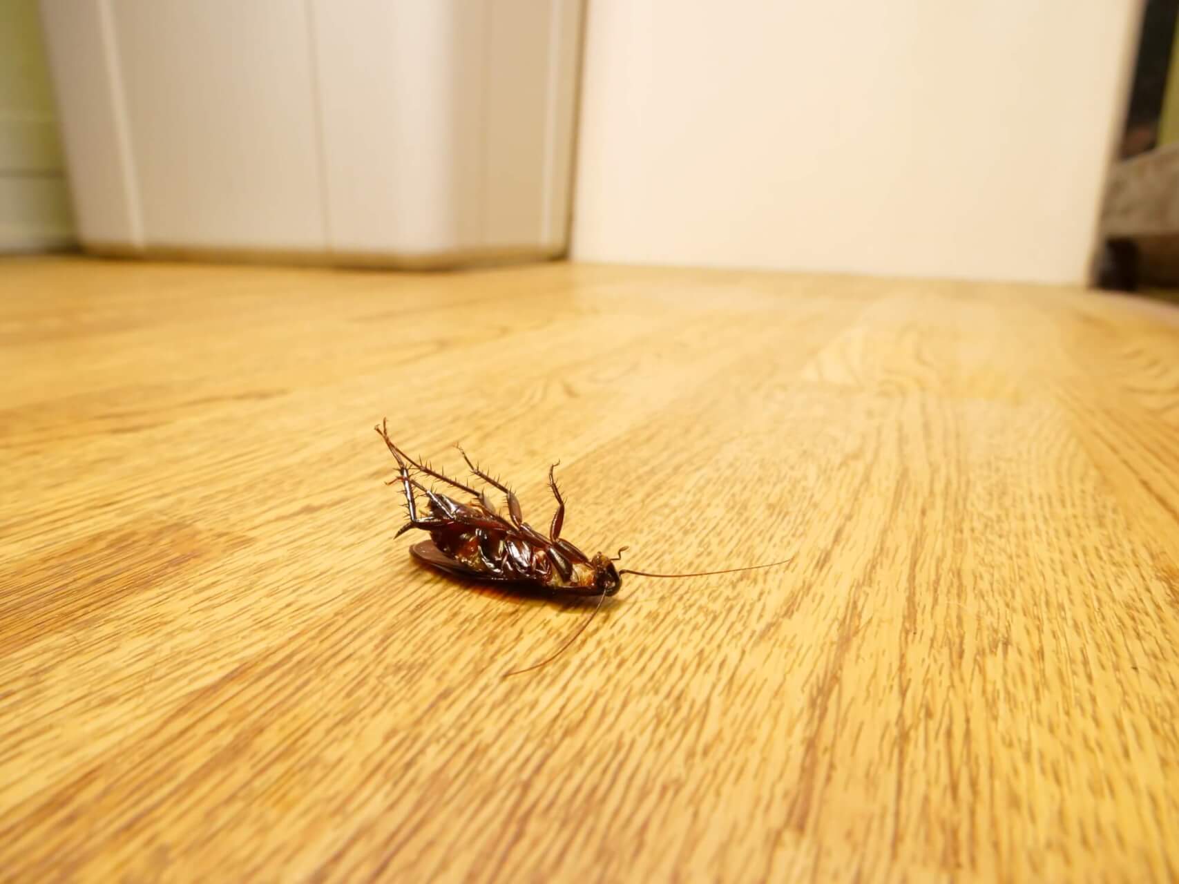 ゴキブリの死骸放置は見せしめになる？逆効果の理由と効果的なゴキブリ対策を紹介！