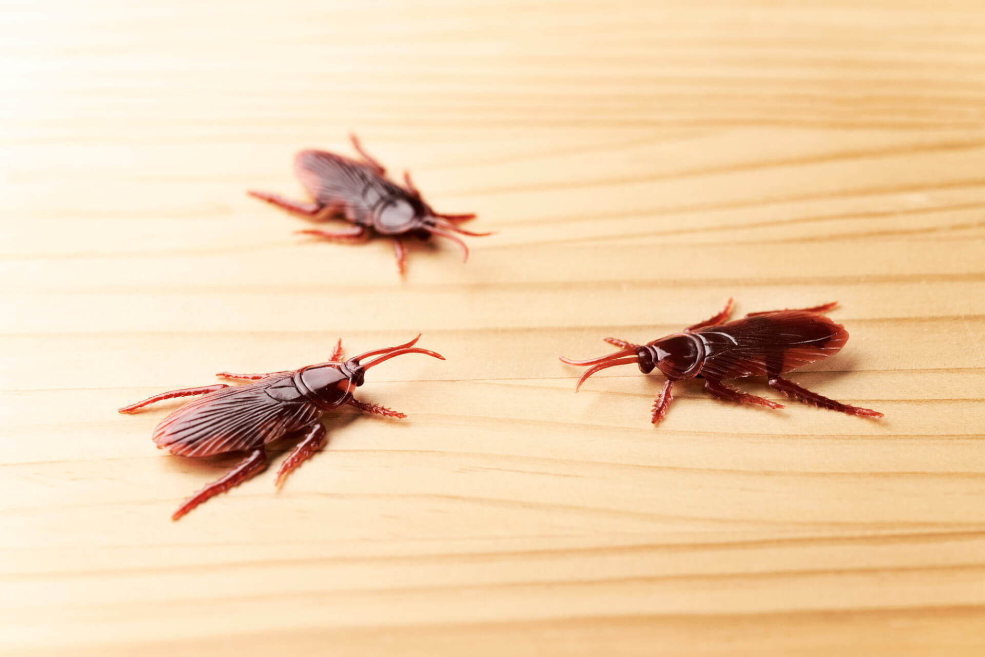 ゴキブリの死骸放置は見せしめになる?逆効果の理由と効果的なゴキブリ対策を紹介! - 害虫駆除レスキューセンター