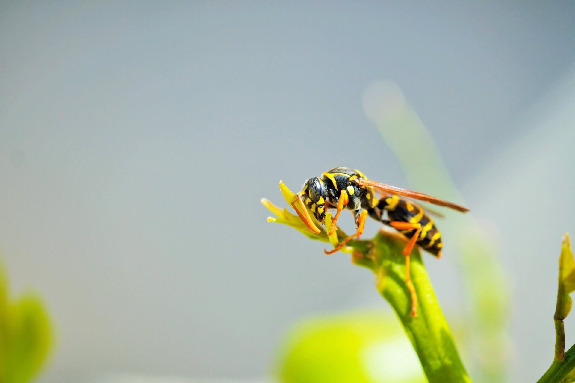 スズメバチの活動時間はいつ？効果的な蜂対策や巣を発見した時の対応を解説