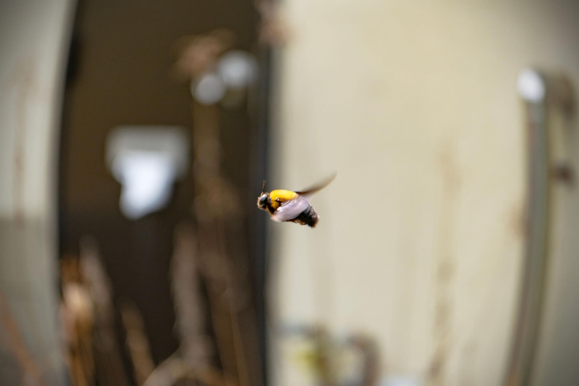 なぜ蜂が家に入ってくるの？原因と効果的な対処法・予防策を徹底解説