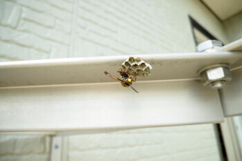 蜂が寄ってくる家の特徴と予防策は？家に蜂が入ってきた時の安全な追い出し方や蜂の巣の対処方も解説