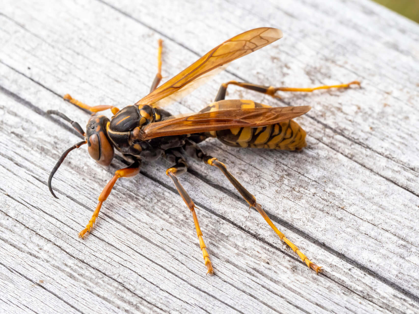 アシナガバチの毒性はどれくらい危険？刺された時の対処法と予防策