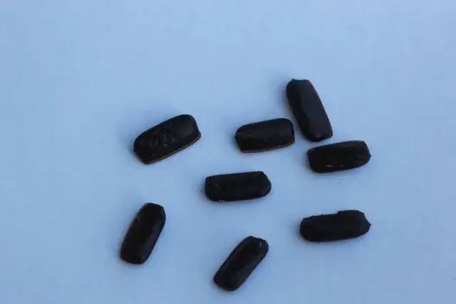 もしかしてゴキブリ…？その不安、まずはサインの確認から