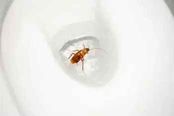 ゴキブリをトイレに流すのはNG！正しい対処法と再発させない徹底対策