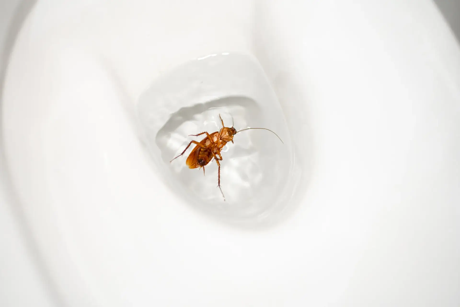 ゴキブリをトイレに流すのはNG！正しい対処法と再発させない徹底対策