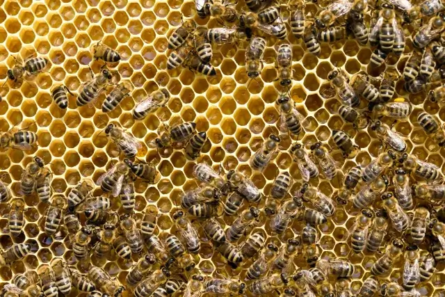 蜂の巣の種類別の特徴と見分け方