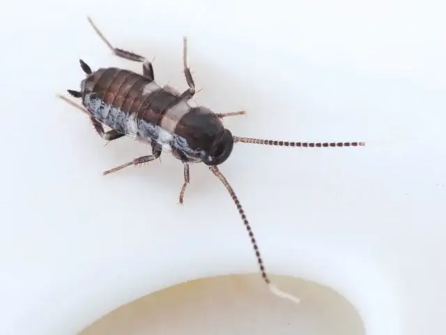 ゴキブリの赤ちゃんの見分け方と種類別の特徴