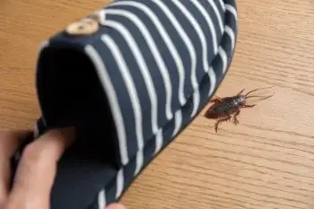 ゴキブリを見失った時の正しい対処法は？不安を解消して確実に駆除・予防！