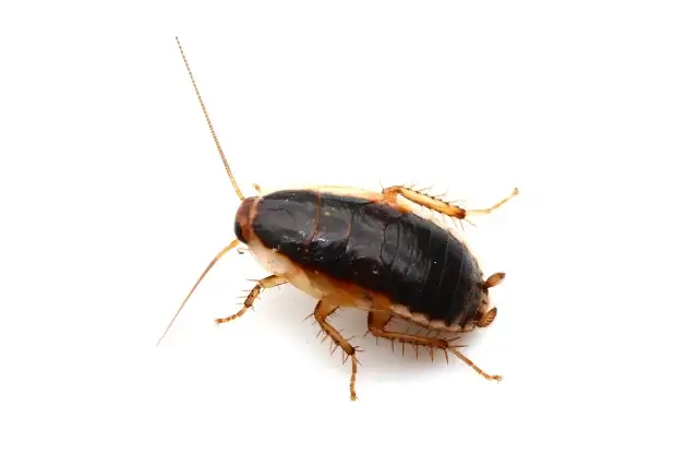 チャバネゴキブリ幼虫の生態と成長過程