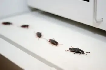 【衝撃】アロマのせいでゴキブリが寄ってくる？科学が解明した効くエッセンシャルオイルとの違いと正しい対策