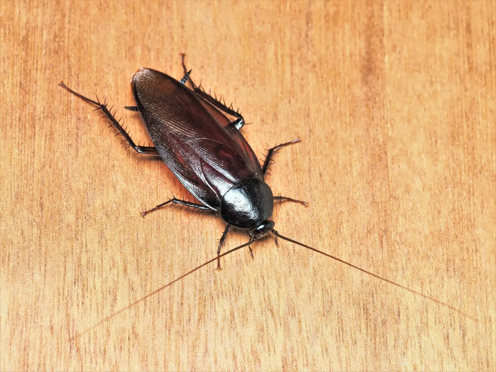 ゴキブリは人を噛む？噛まれた時の症状と対処法・他の害虫との違い・本当の危険を専門家が徹底解説！