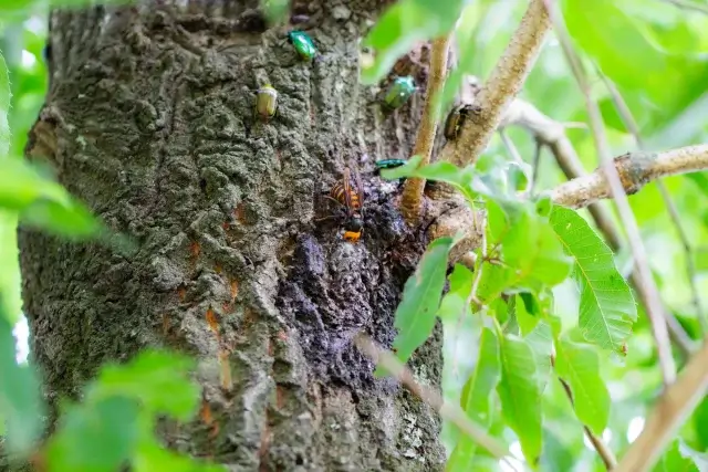 最新のスズメバチ撃退成分フェニルメタノールとは？