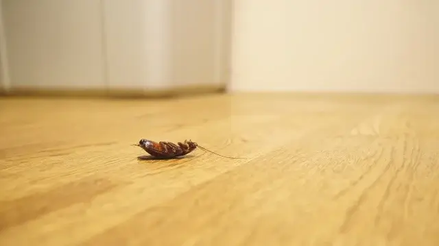 季節ごとにやるべきゴキブリ対策はある？