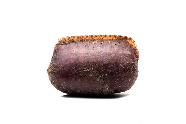 新築住宅でゴキブリが発生する4つの理由とは？