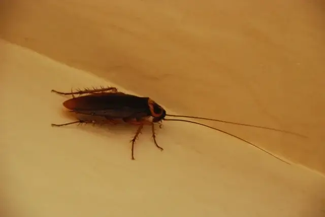 今まで出なかった家でゴキブリが急に出るようになる原因は？