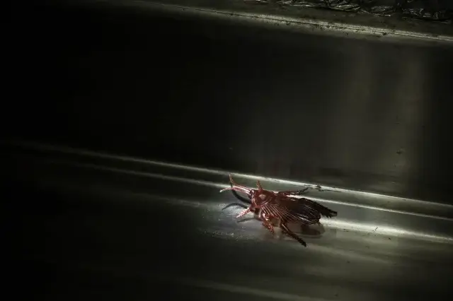 夜中にゴキブリを見て眠れないとき、まず確認すべきことは?