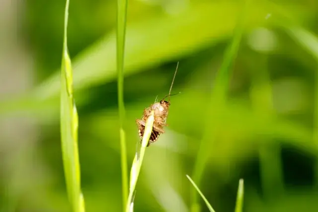 ゴキブリ対策を季節ごとに変えるべき理由は?