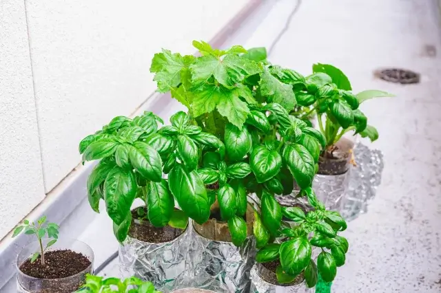 ベランダのバジルはゴキブリよけになる?