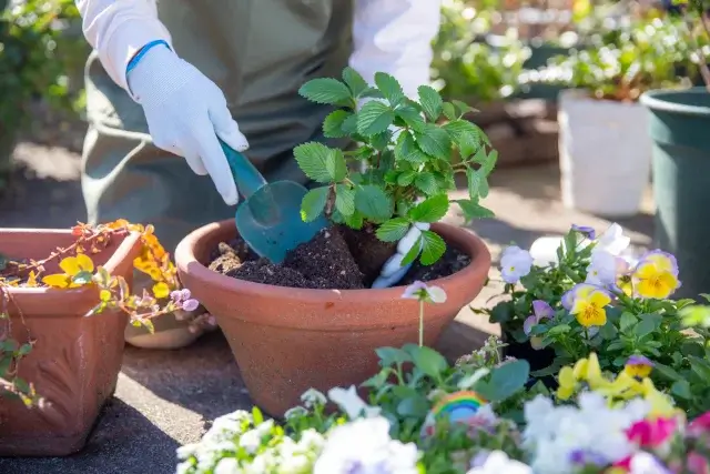 バジルと一緒に植えるとゴキブリ対策になるハーブは?