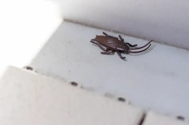 ベランダにいたゴキブリはどこから来た?