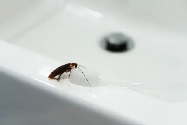 排水口のゴキブリ対策は何をすればいい？