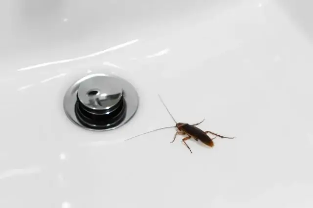 自分で対策しても排水口のゴキブリが減らないときの判断基準は？