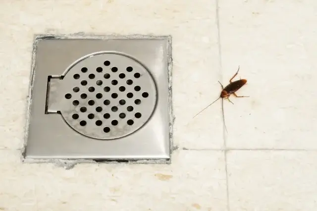 排水口からゴキブリが上がってくる？