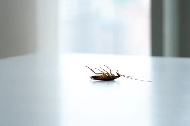 コンクリート打ちっぱなしの部屋はゴキブリが出やすい?